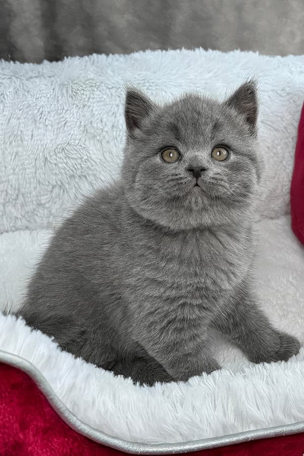 Female British Shorthair in Porter Springs, Texas
