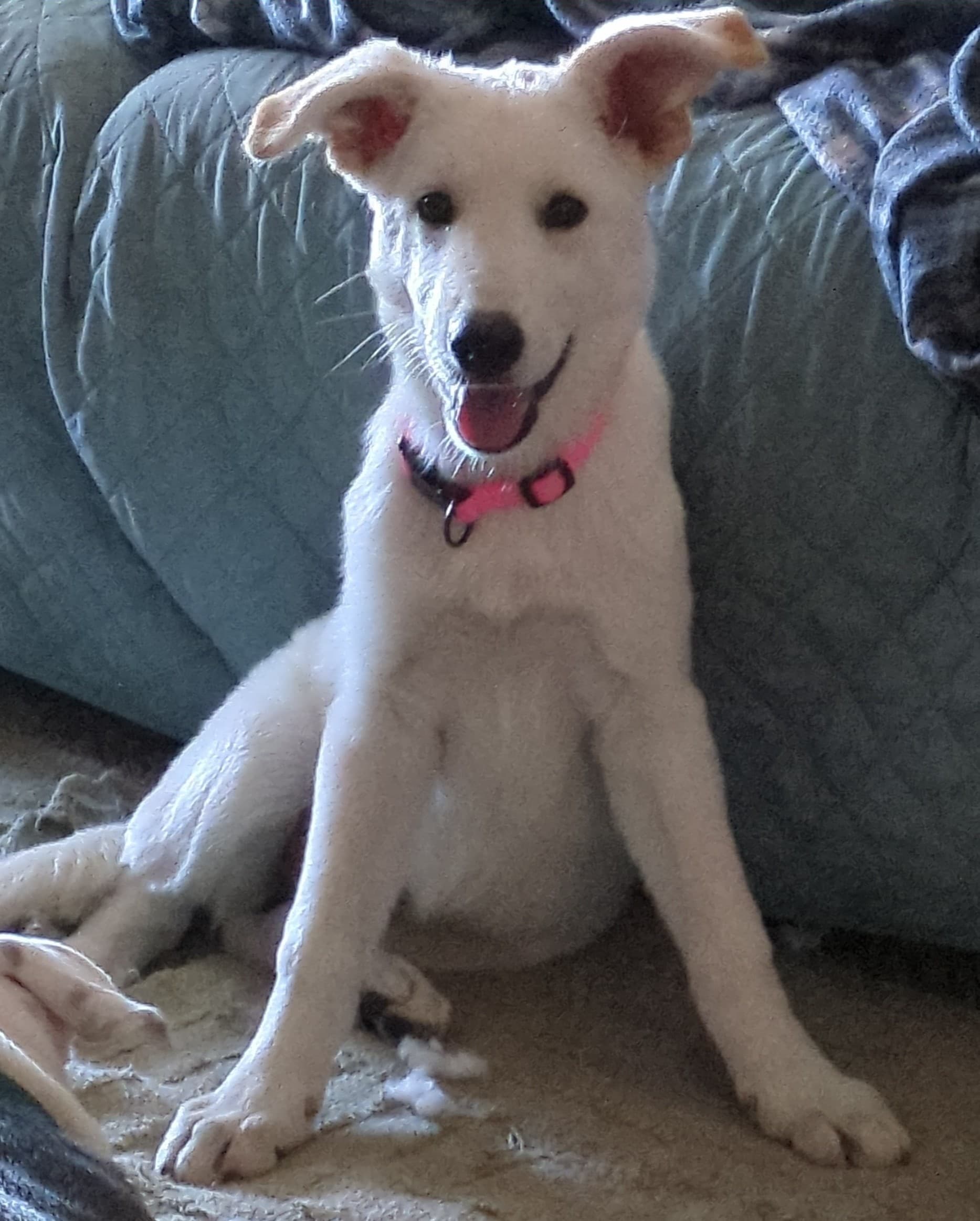 Female German Shepherd Dog in Oklahoma City, Oklahoma