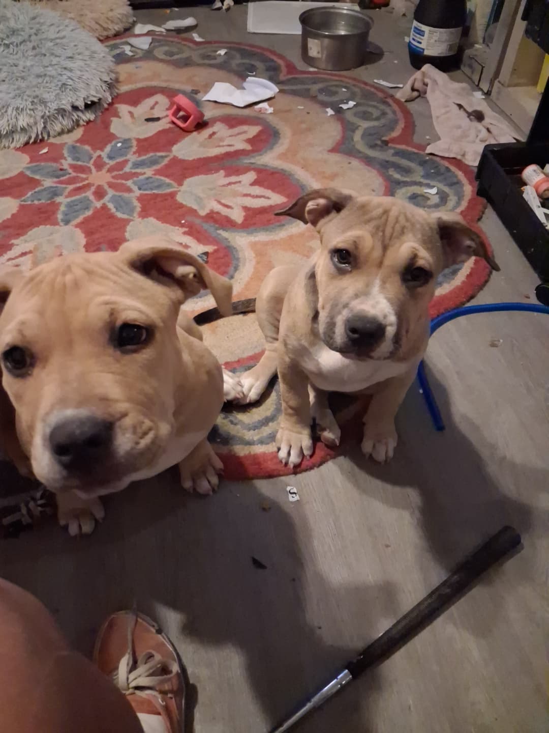 Female American Bulldog in Lake Havasu City, Arizona