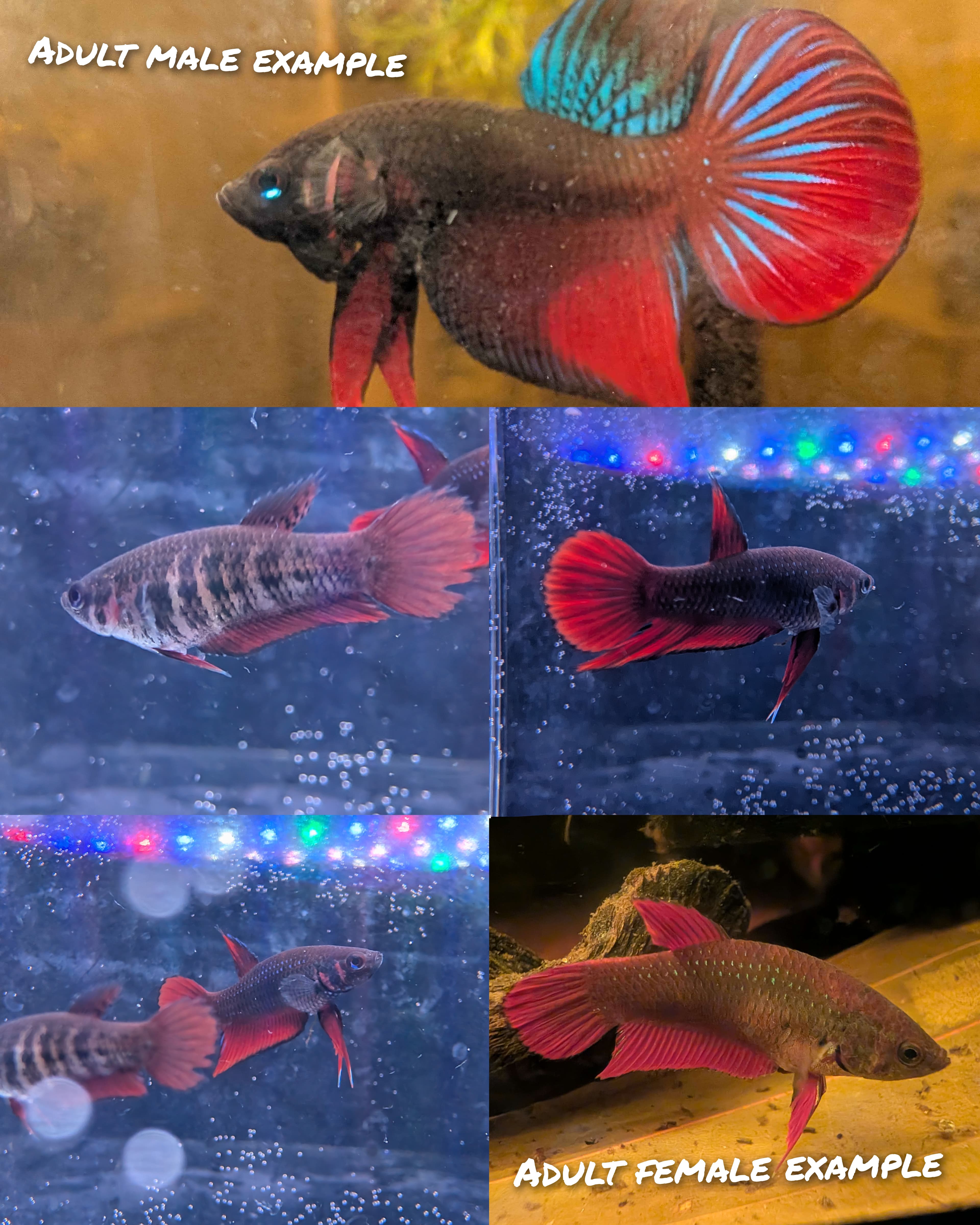 Betta Fish in Houston, Texas