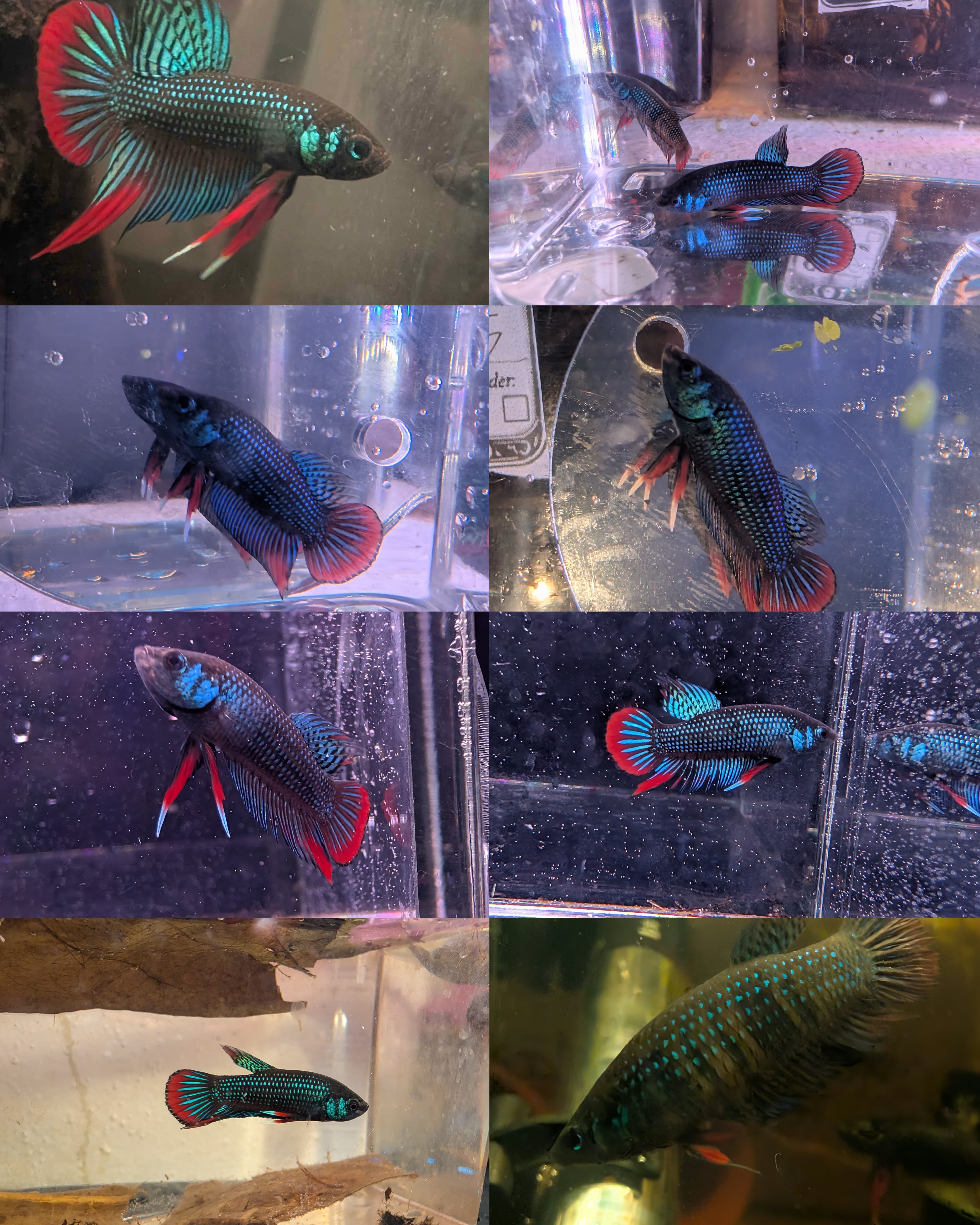 Betta Fish in Houston, Texas
