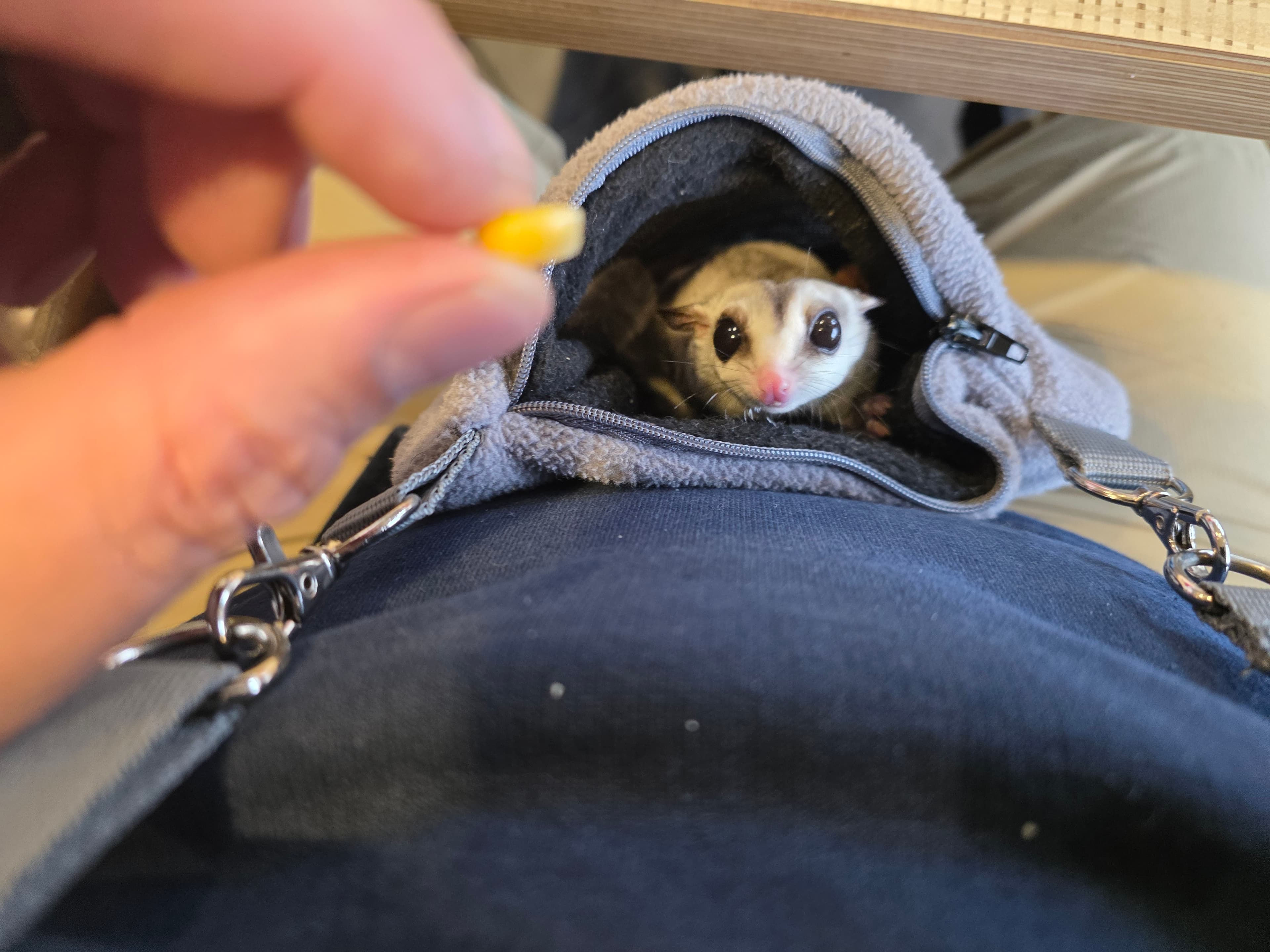 Sugar Glider in Greeley, Colorado