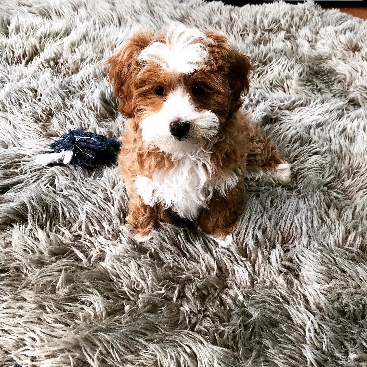 Maltese in Allentown, New Jersey