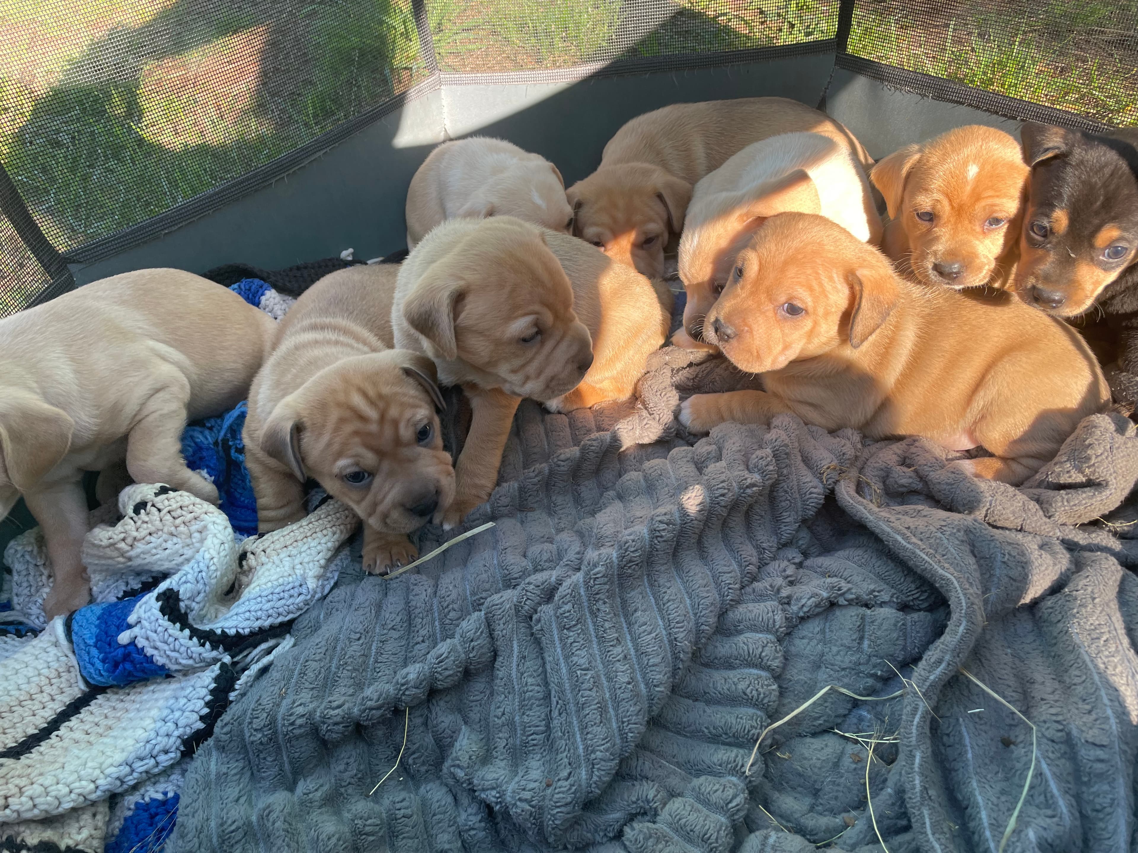 Chinese Shar-Pei in Chehalis, Washington