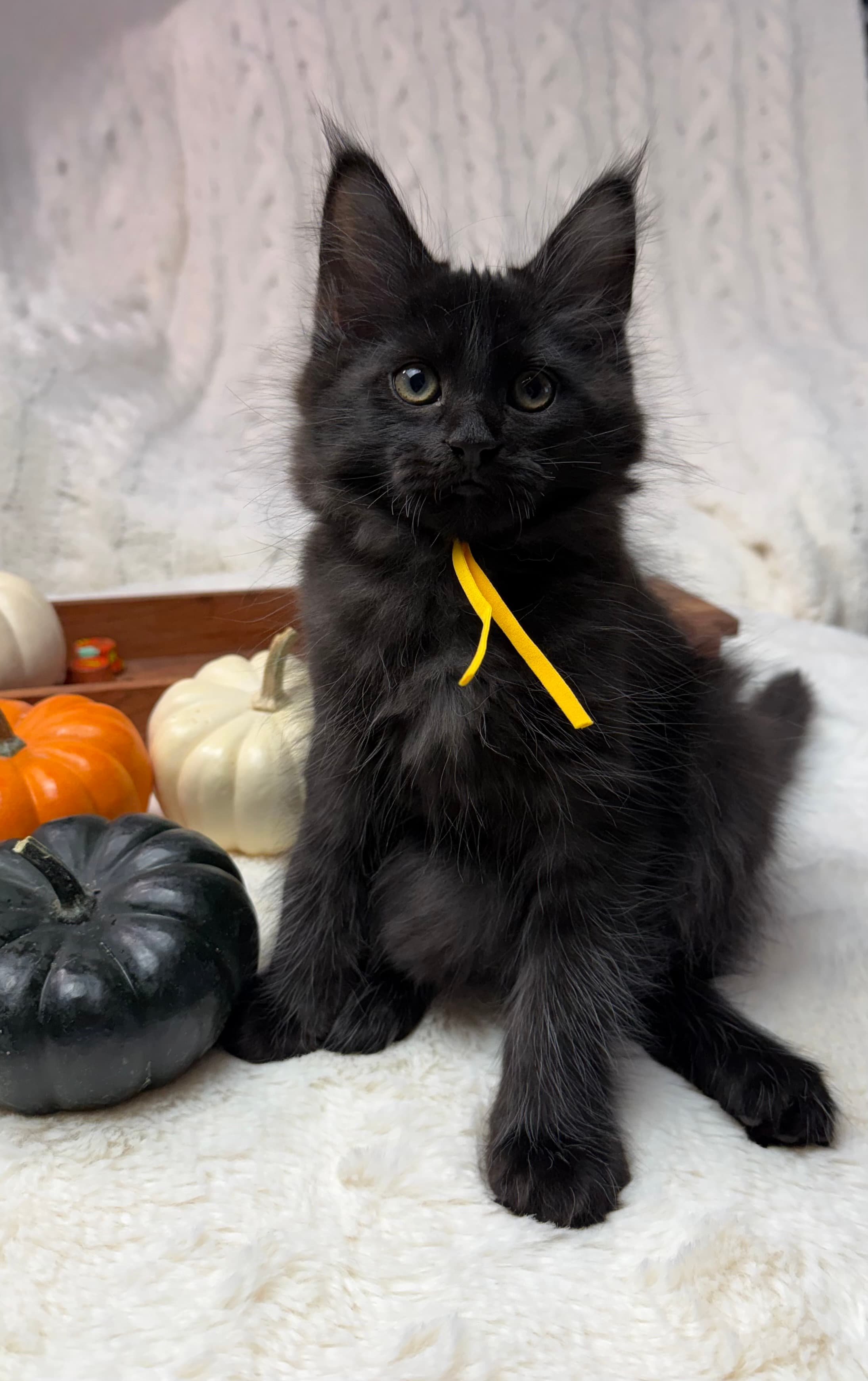 Male Maine Coon in Hudson, Florida
