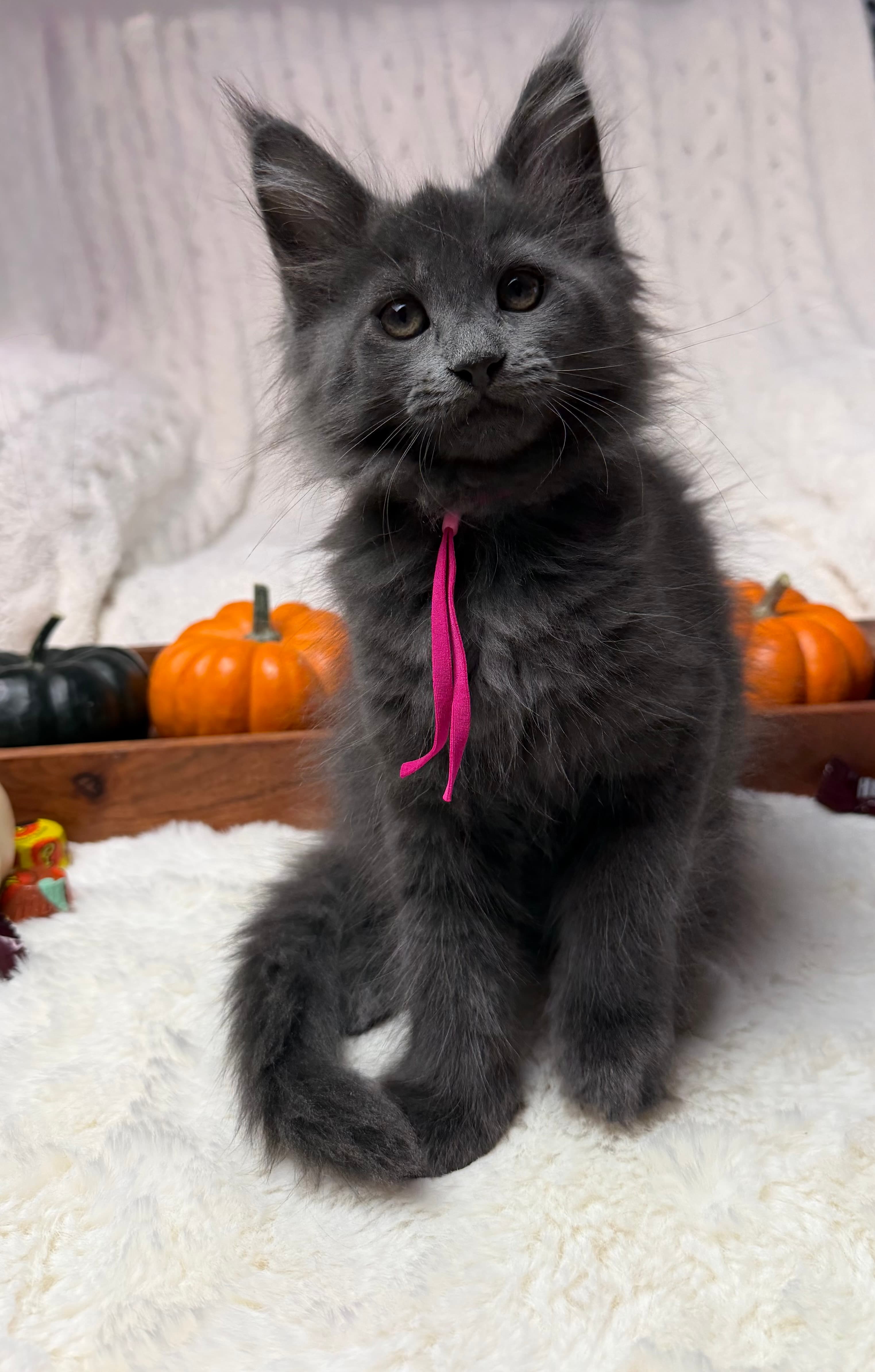 Female Maine Coon in Hudson, Florida