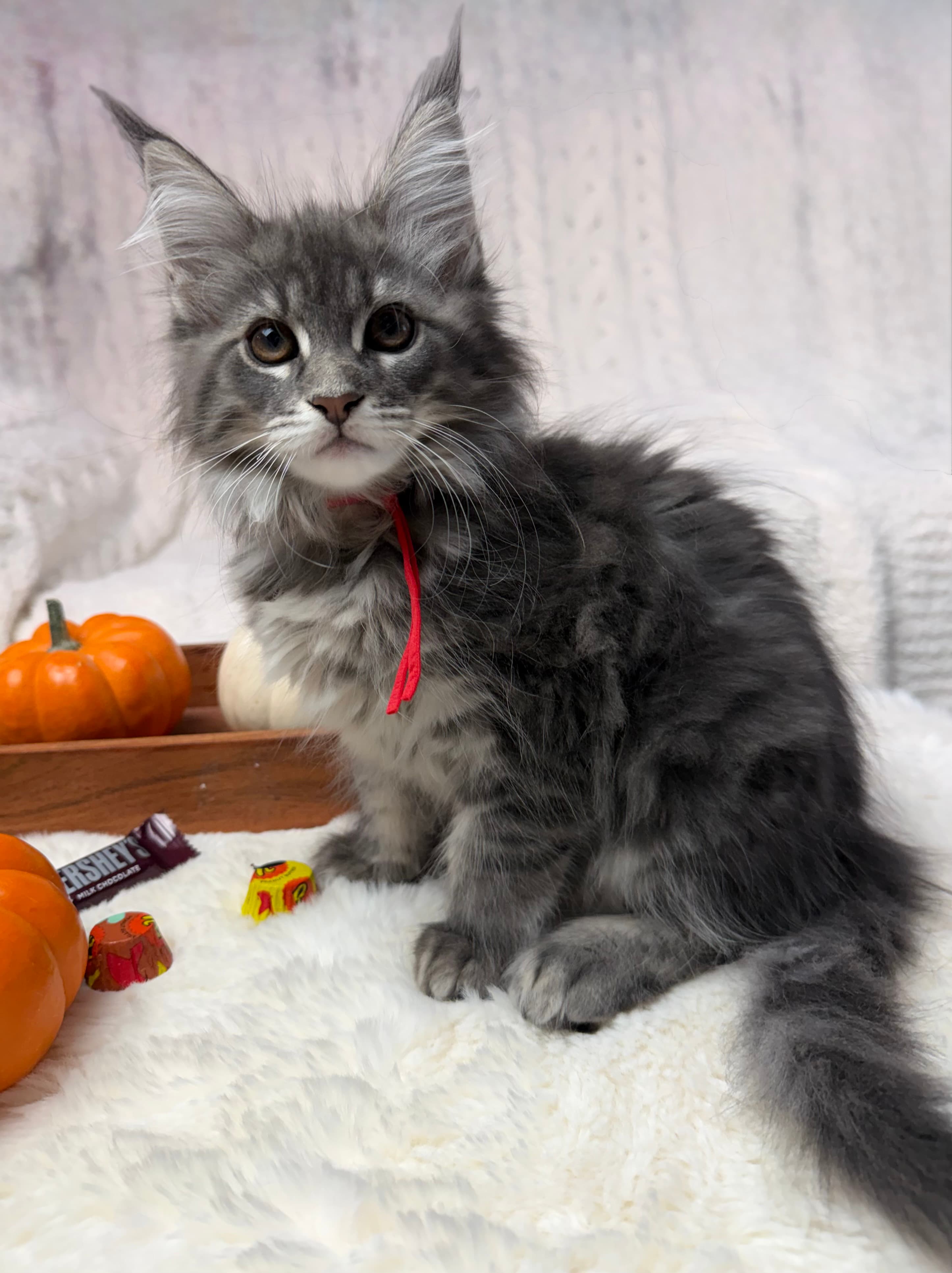 Male Maine Coon in Hudson, Florida