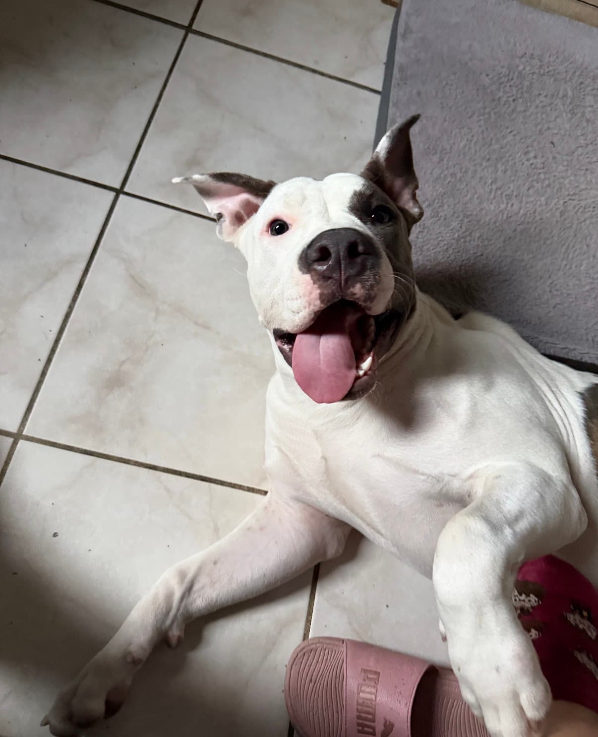 Female American Pit bull terrier in East Los Angeles, California