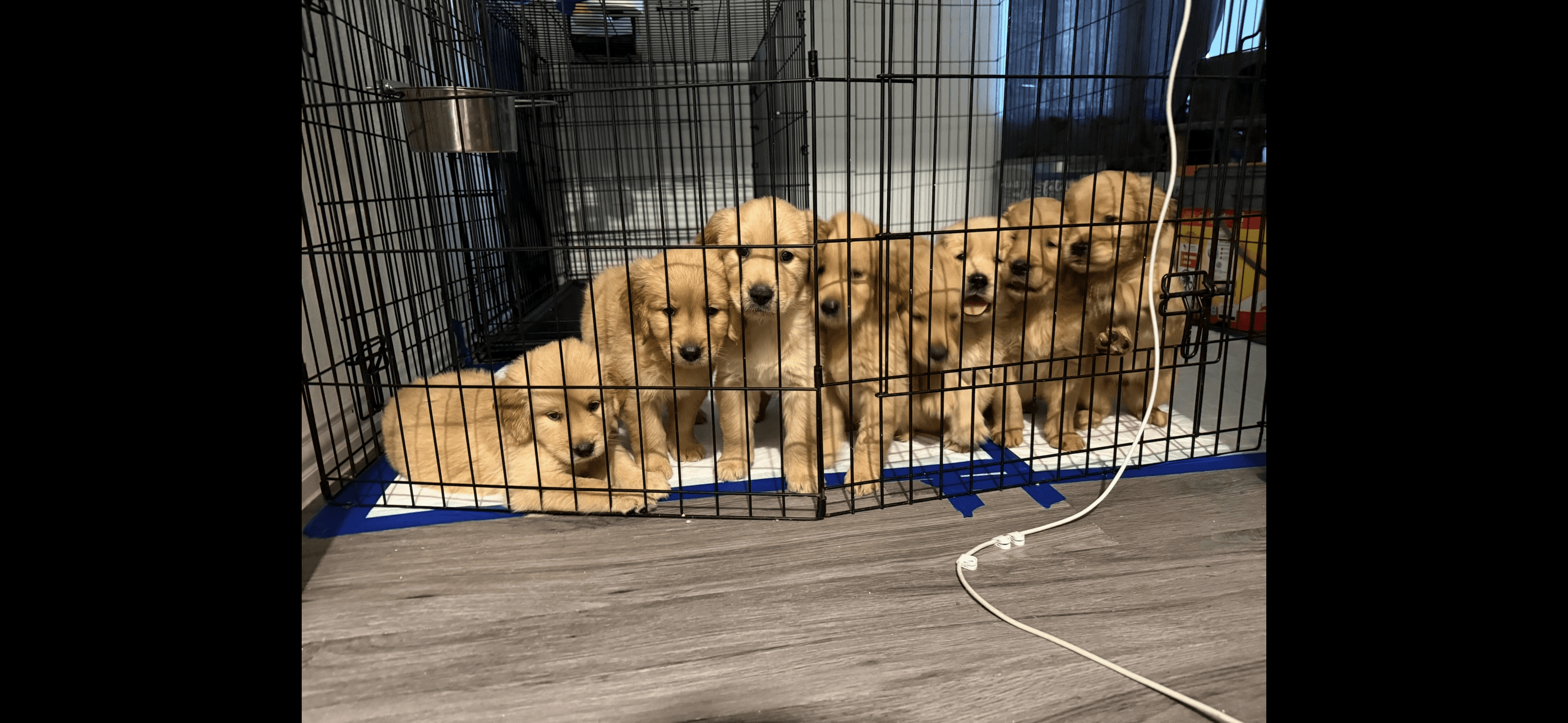 Male Golden Retriever in Wylie, Texas