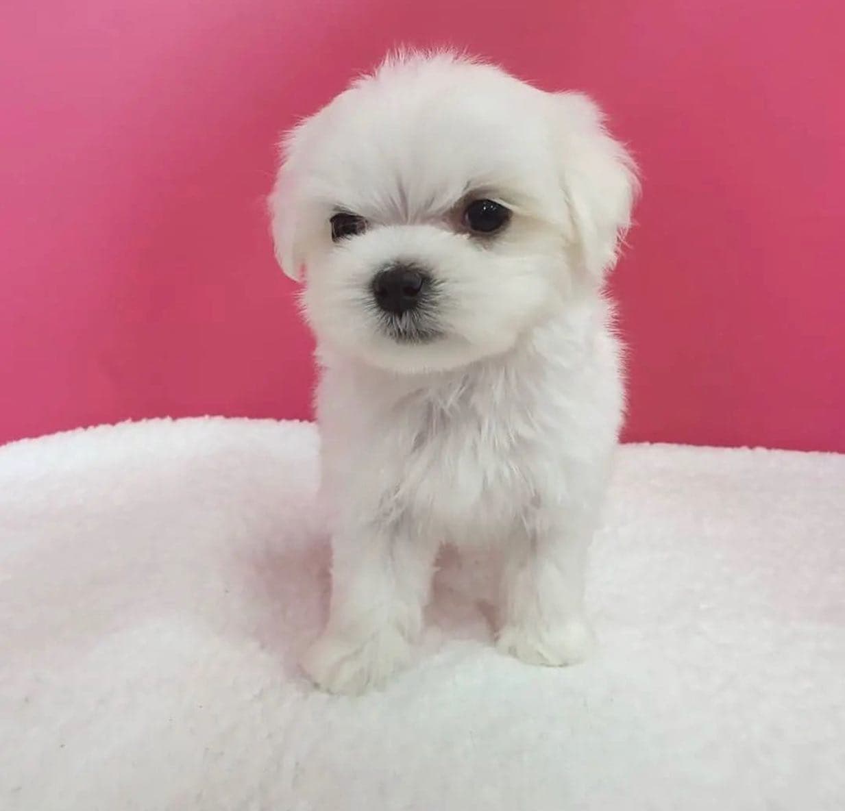 Maltese in New York, New York