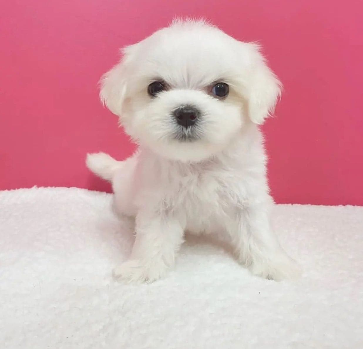 Maltese in Hutchins, Texas