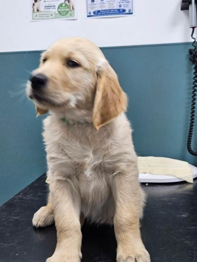Golden Retriever in Hutchins, Texas