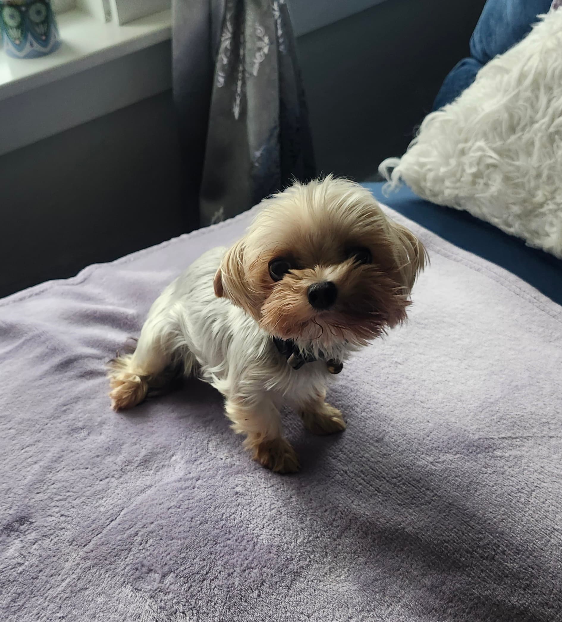 Female Yorkshire Terrier in Virginia Beach, Virginia