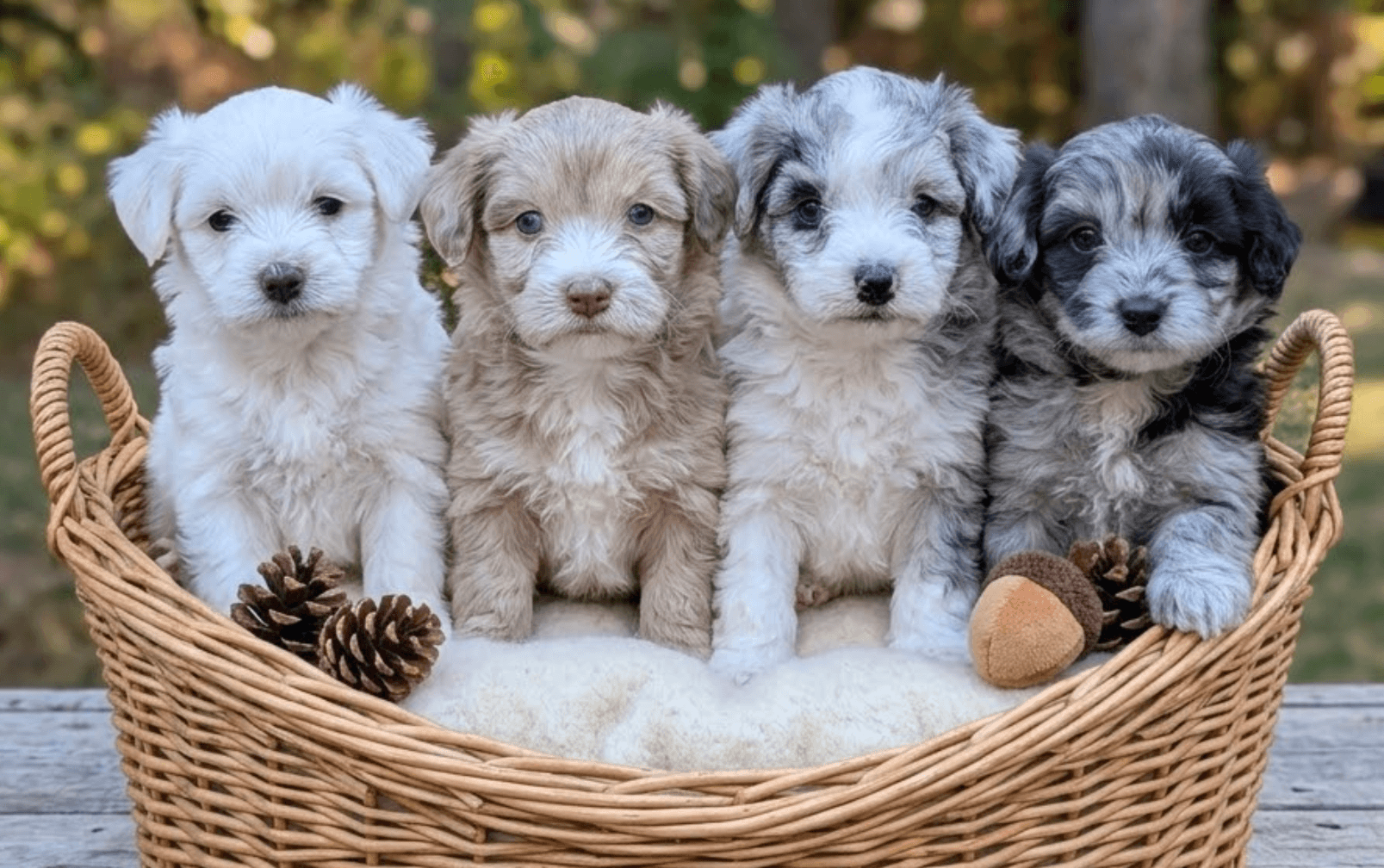 Australian Shepherd in Post Falls, Idaho