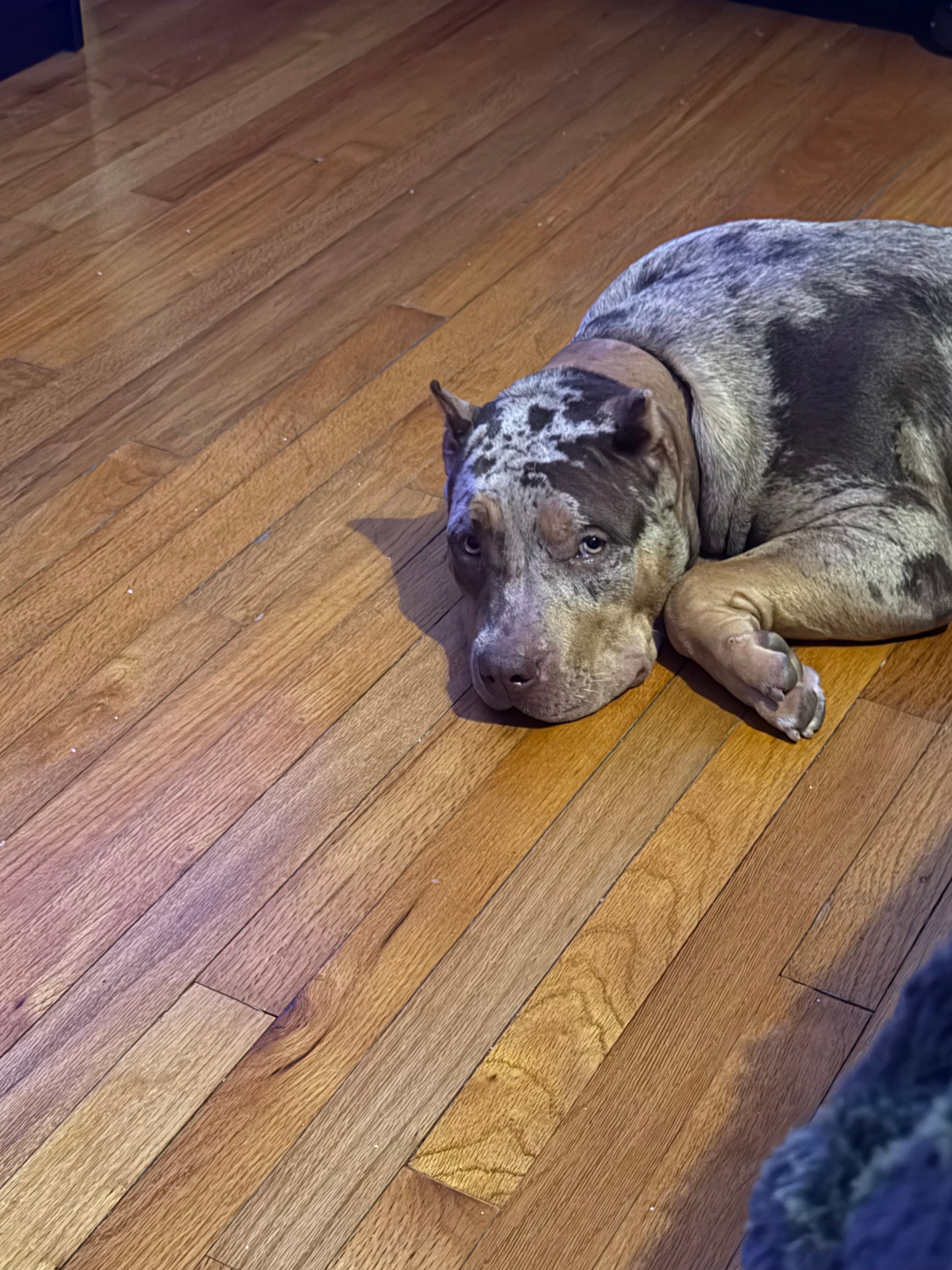 Female American Staffordshire Terrier in Columbus, Georgia