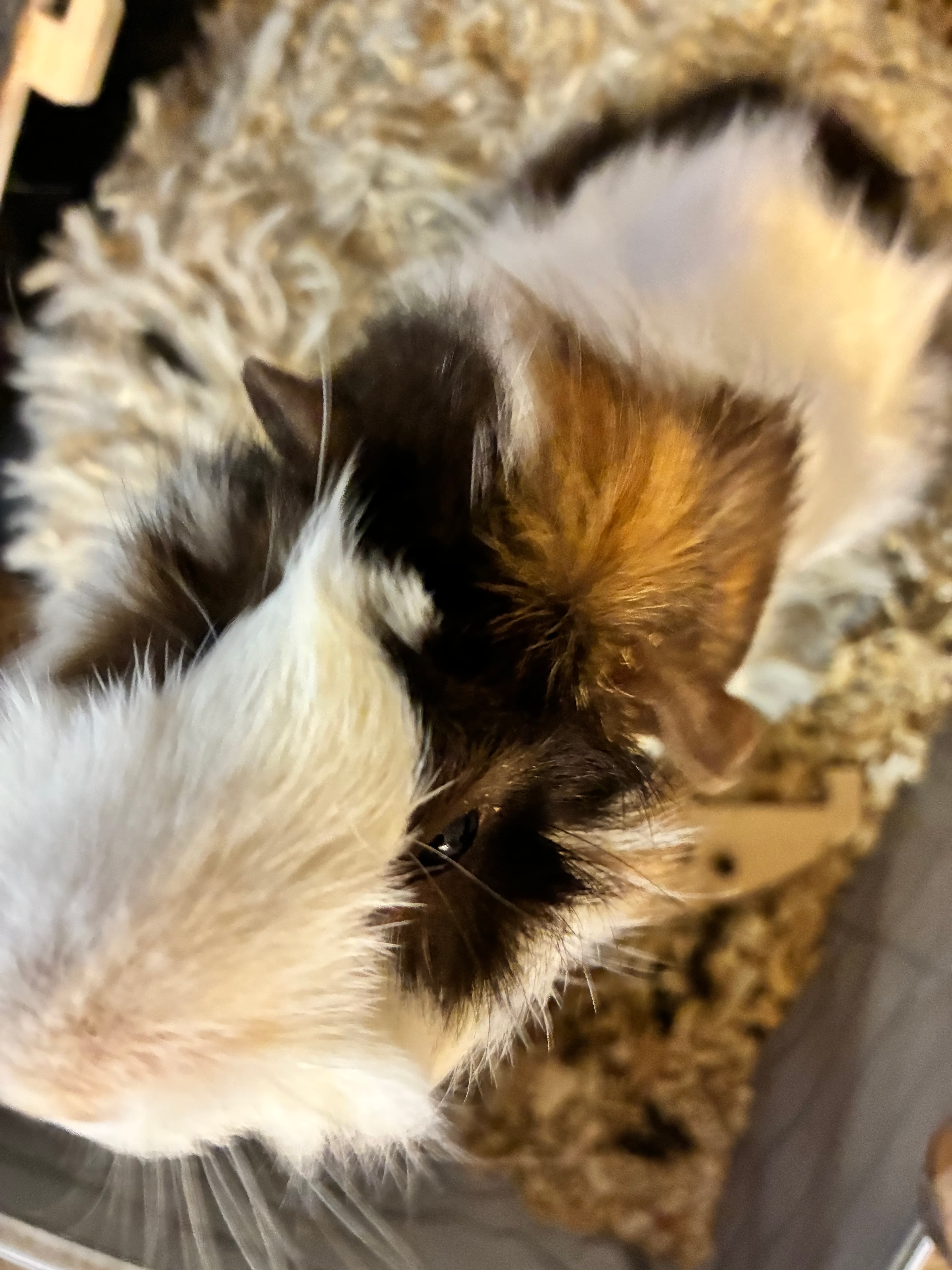 Male Guinea Pig in Grayslake, Illinois