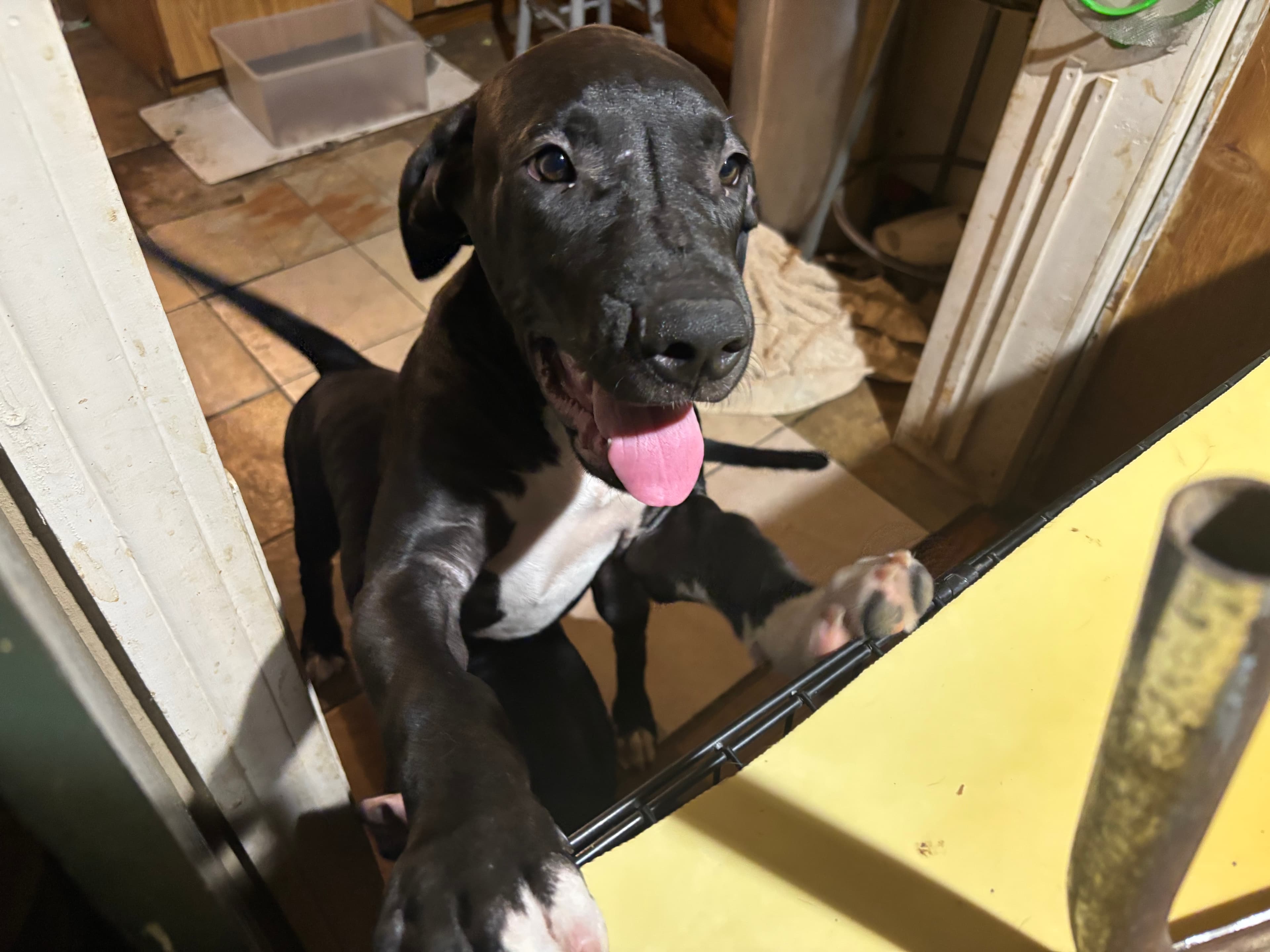 Male Great Dane in Blue Ridge, Texas