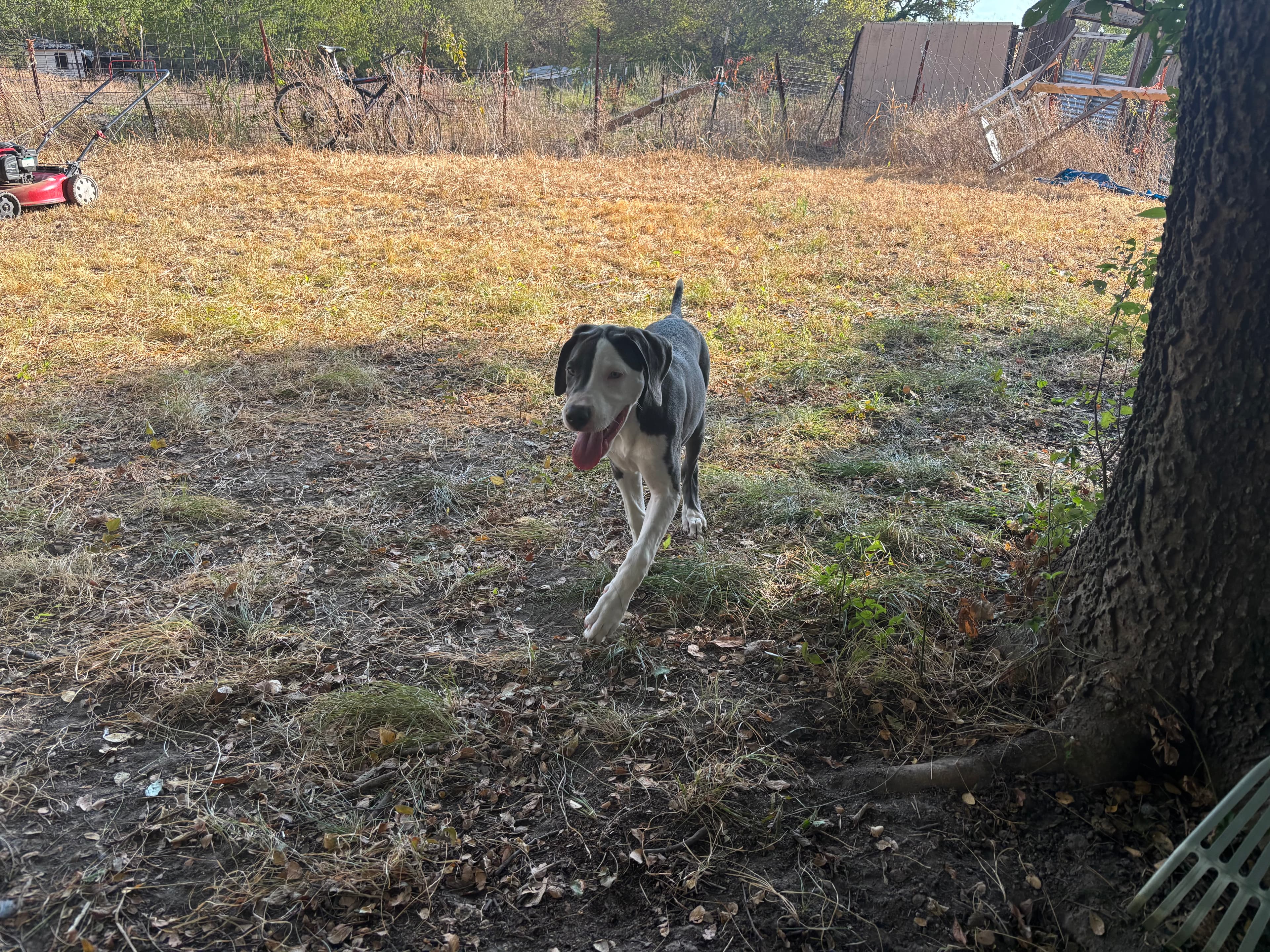 Female Great Dane in Blue Ridge, Texas