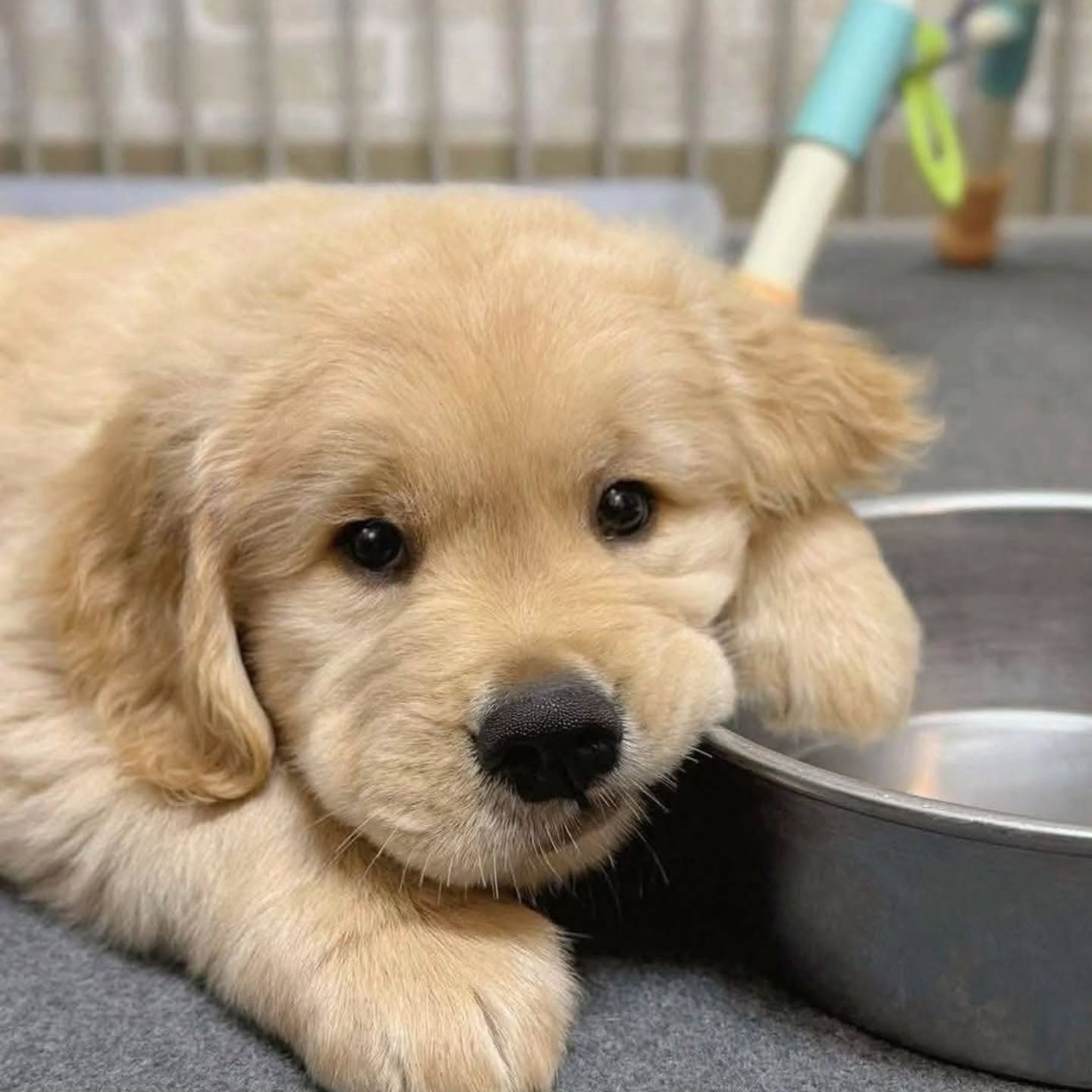 Golden Retriever in Houston, Texas