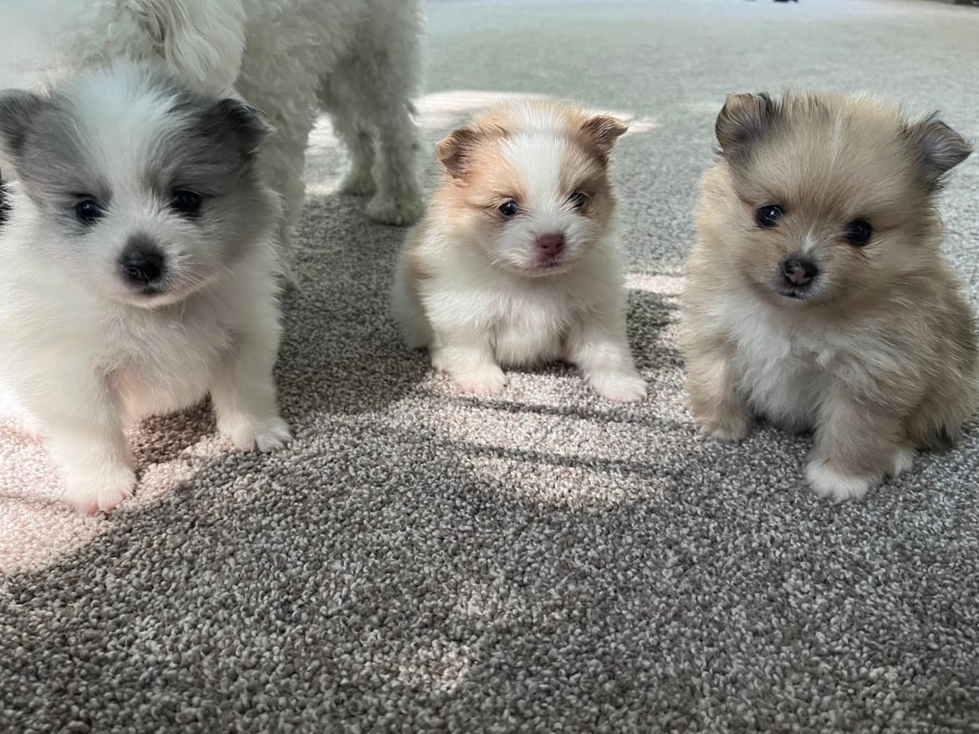 Three Pomeranian puppies photographed at eye level on a carpet
