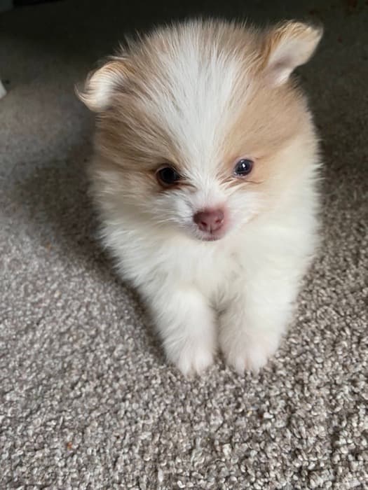 Same phone, same room, same puppy. The difference is the height you held it at.