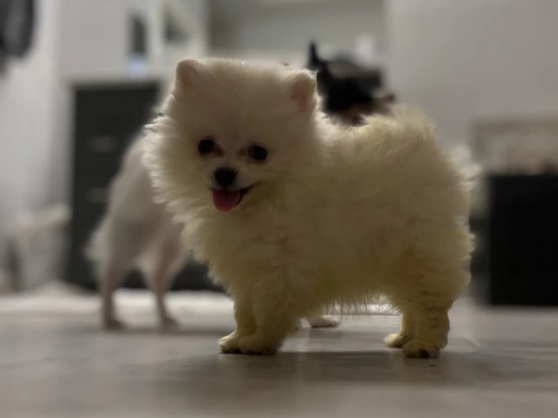 Female Pomeranian in Queens, New York
