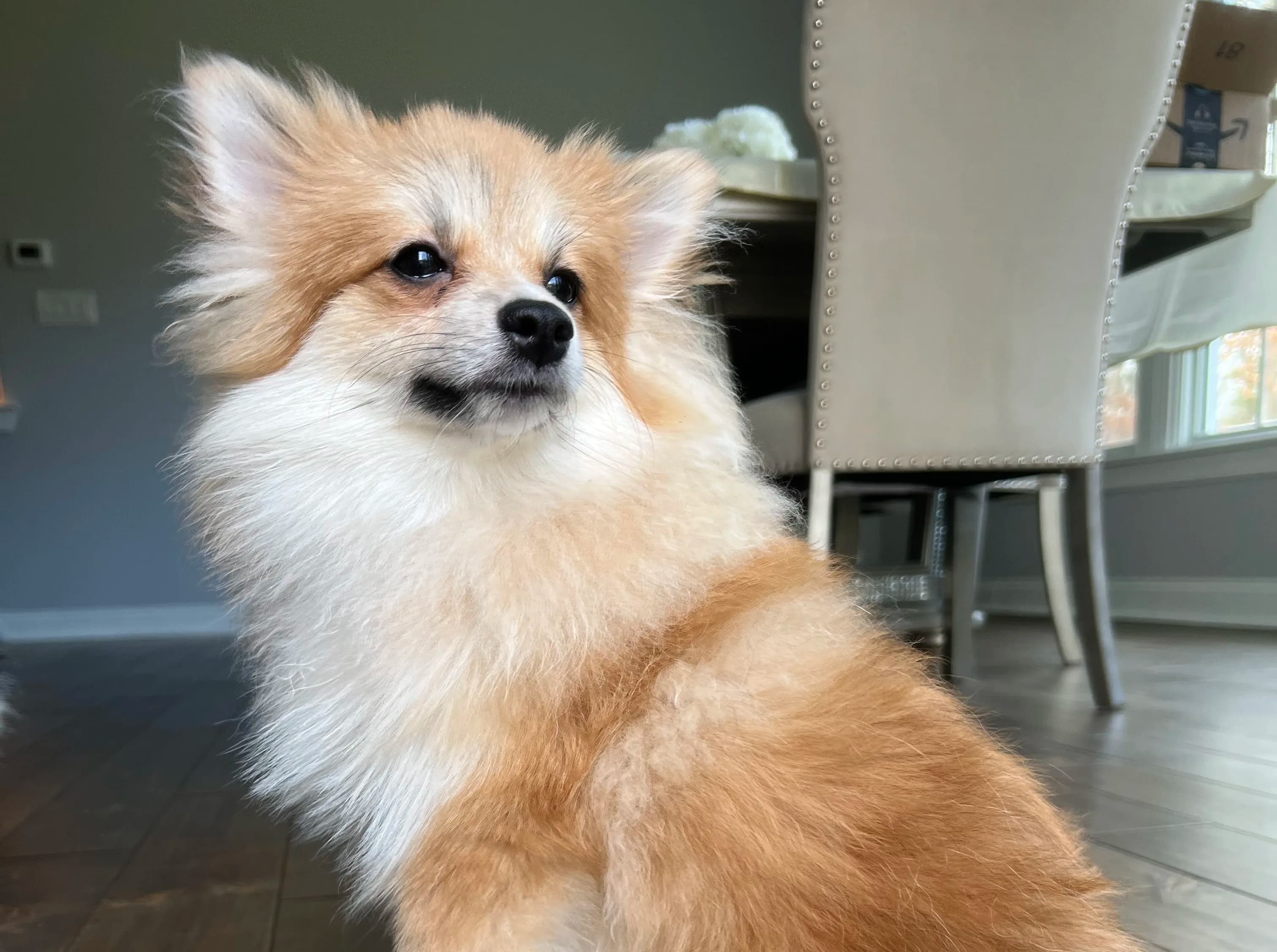 Male Pomeranian in London, Kentucky
