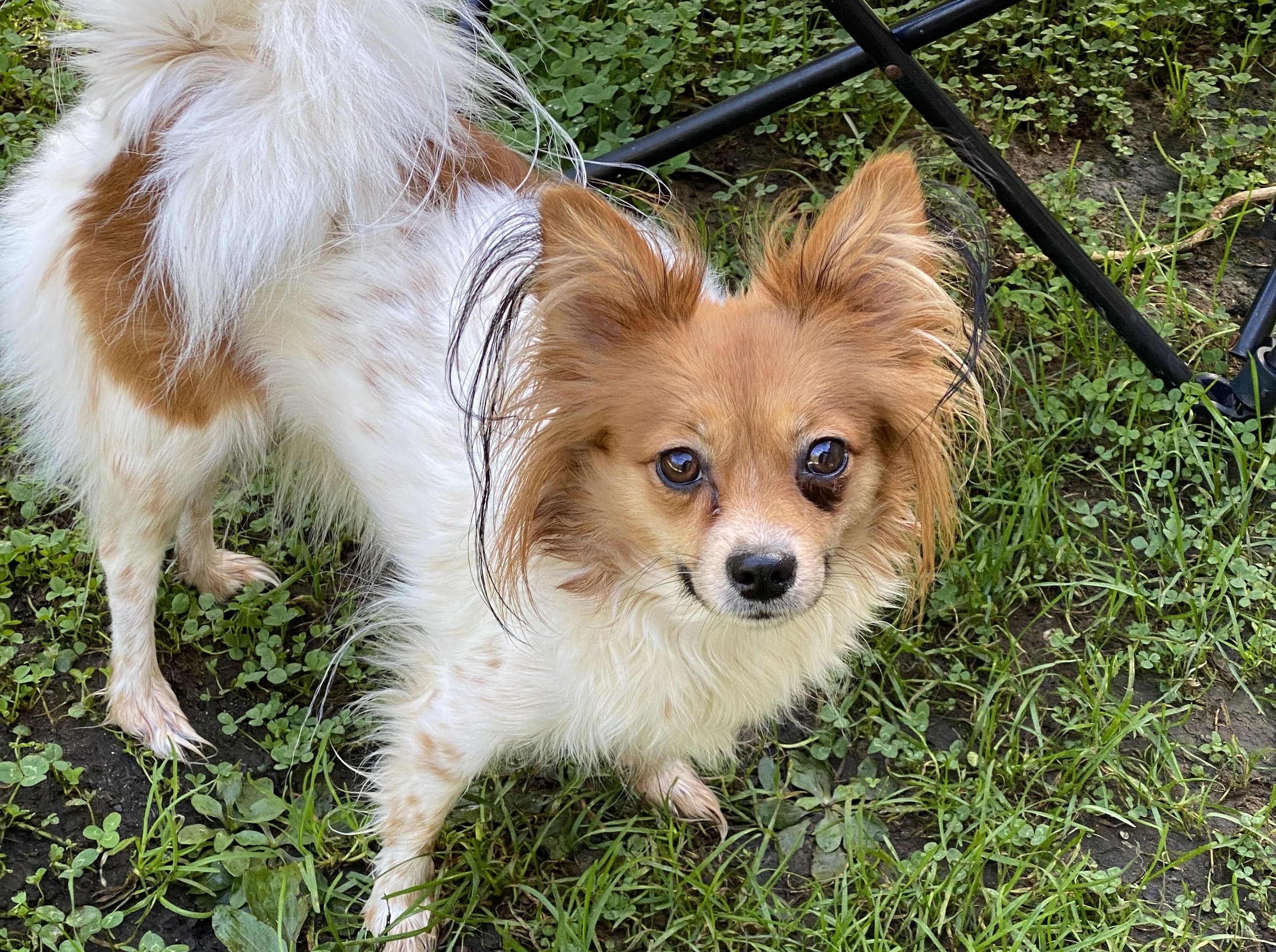 Female Papillon in London, Kentucky