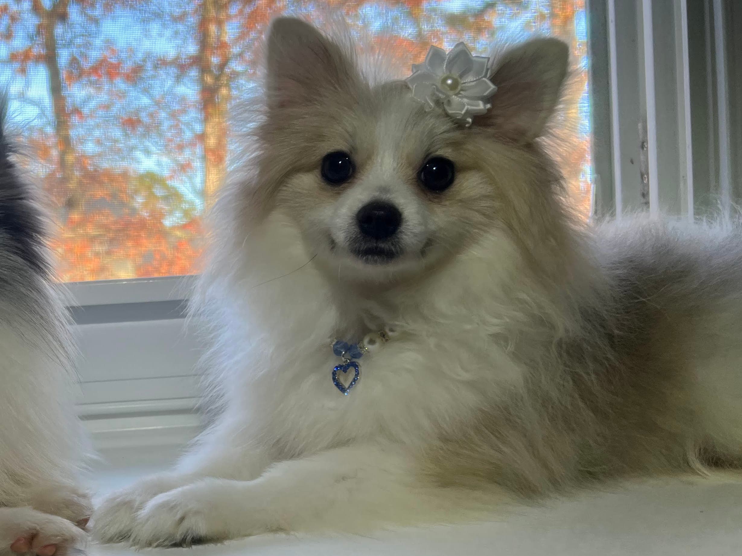 Female Pomeranian in London, Kentucky